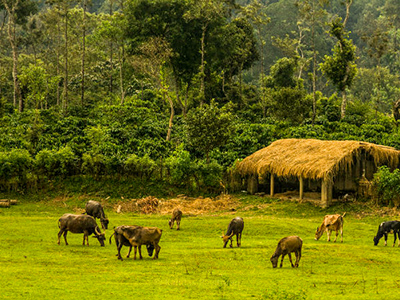 Pushpagiri Wildlife Sanctuary